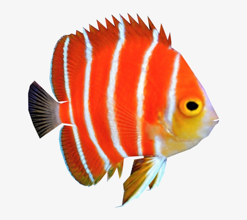 Free Png Fish Png Images Transparent - Angel Fish Png, transparent png #18204