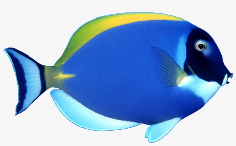 Blue Fish Image Sb - Fish Transparent, transparent png #18222