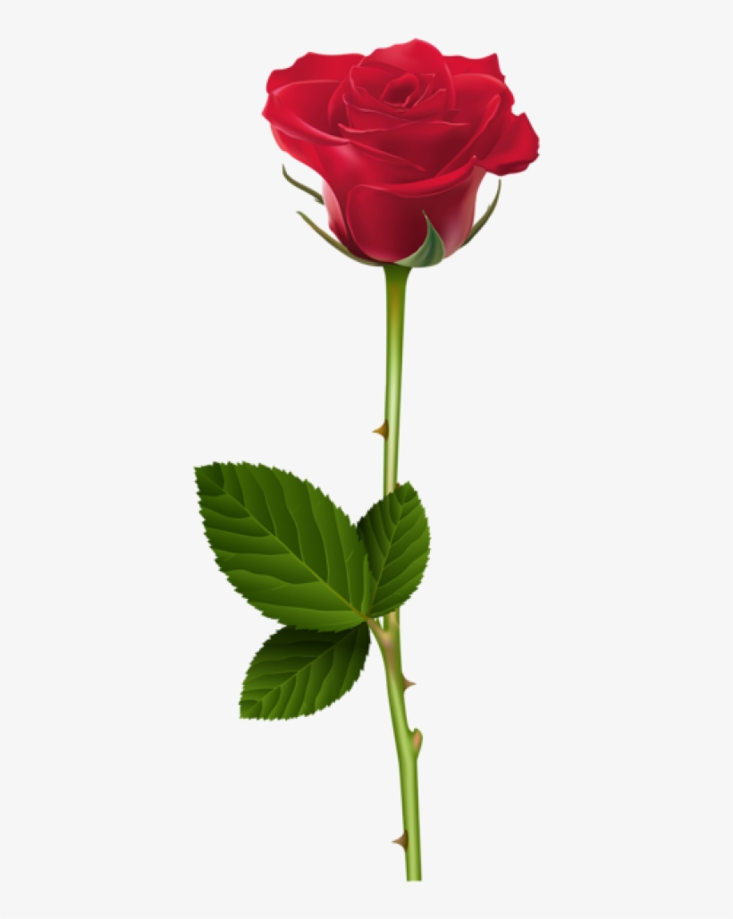 Single Rose Image, Single Red Rose, Red Rose Png, Red - Rose Transparent, transparent png #18245