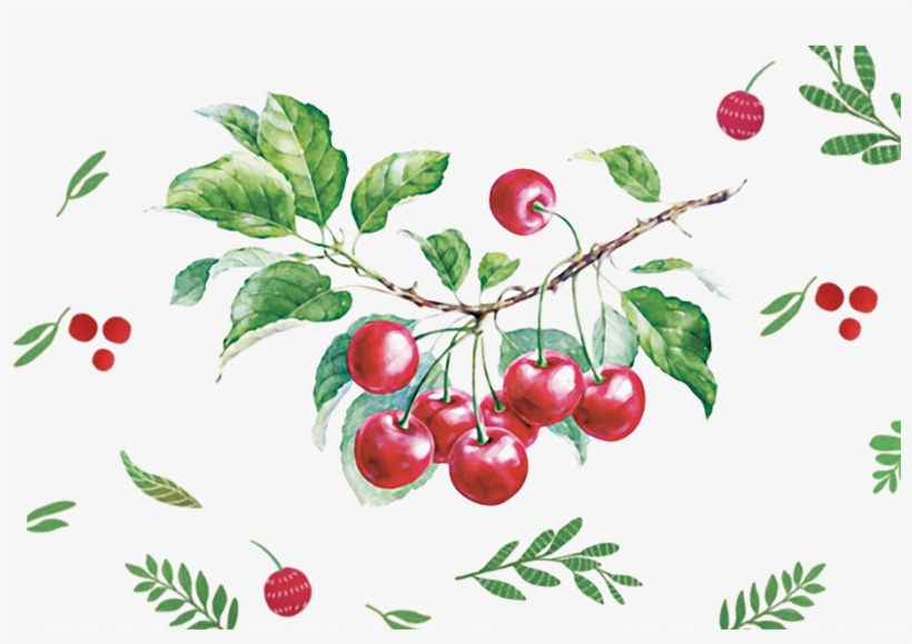 Vector Cherry Hand Drawn - Png Watercolor Cherry Vector, transparent png #18265