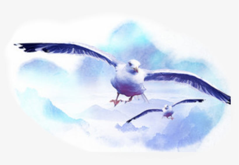 Report Abuse - Great Black-backed Gull, transparent png #18673