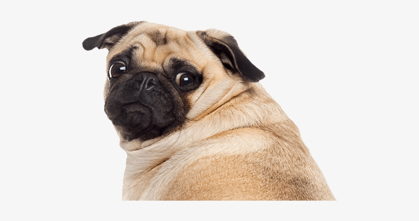 Franchising Archives Blue Wheelers - Sitting Pug, transparent png #18756