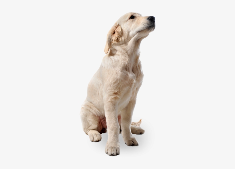 People Png, Cut Out People, Render People, Animals - Dog Png, transparent png #19202
