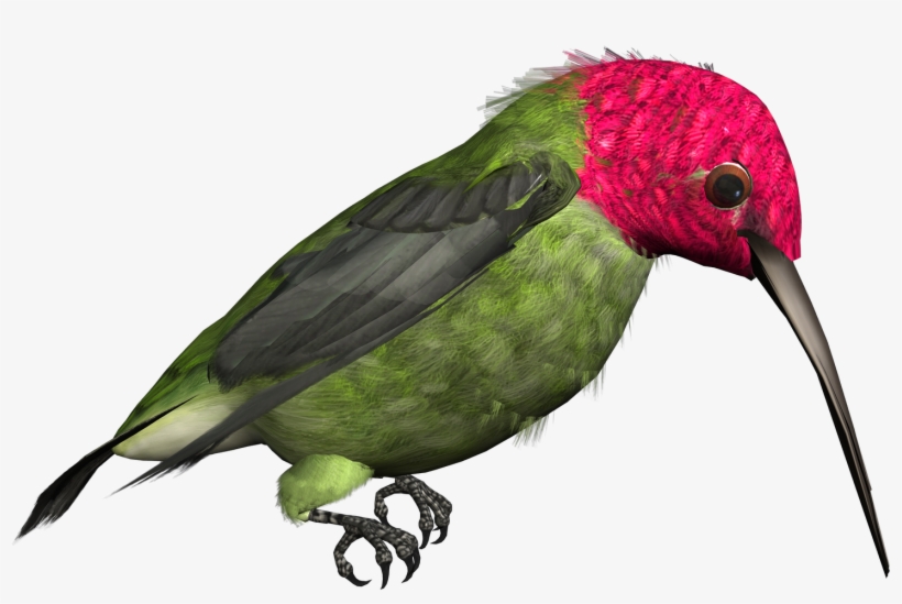 28 Collection Of Hummingbird Clipart Png, transparent png #19332