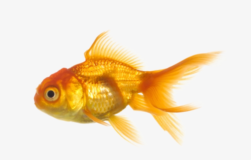Fish Png - Fish Transparent Background, transparent png #19363