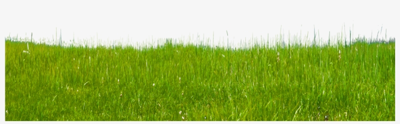 Grass Clipart Free Clip Art Images - Portable Network Graphics, transparent png #19383