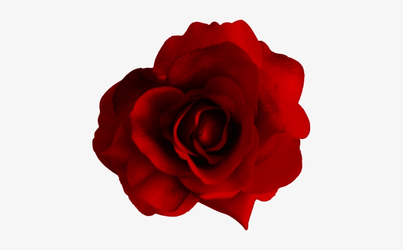 Share This Article - Red Flower Png Transparent, transparent png #19424