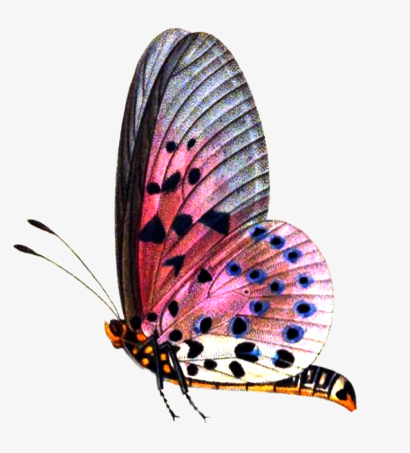 Png Format Images - Picsart Butterfly, transparent png #19719