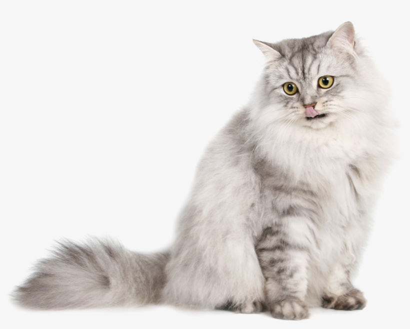 Cute Cat Png Download Image - Light Colored Cat, transparent png #19888