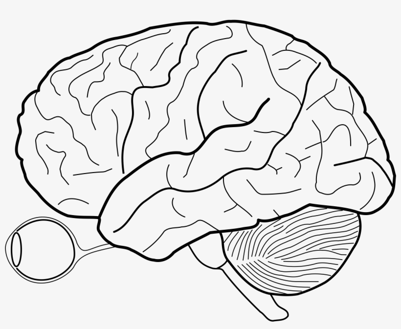 Brain Drawing At Getdrawings - Cerebral Cortex Blank Diagram, transparent png #100189