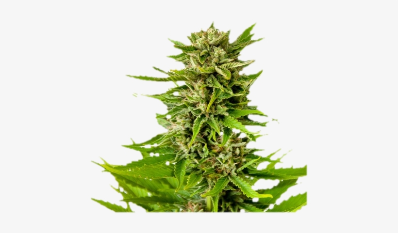 Marijuana Trimming - Big Buds, Growers Guide To Get The Biggest Yields From, transparent png #100323