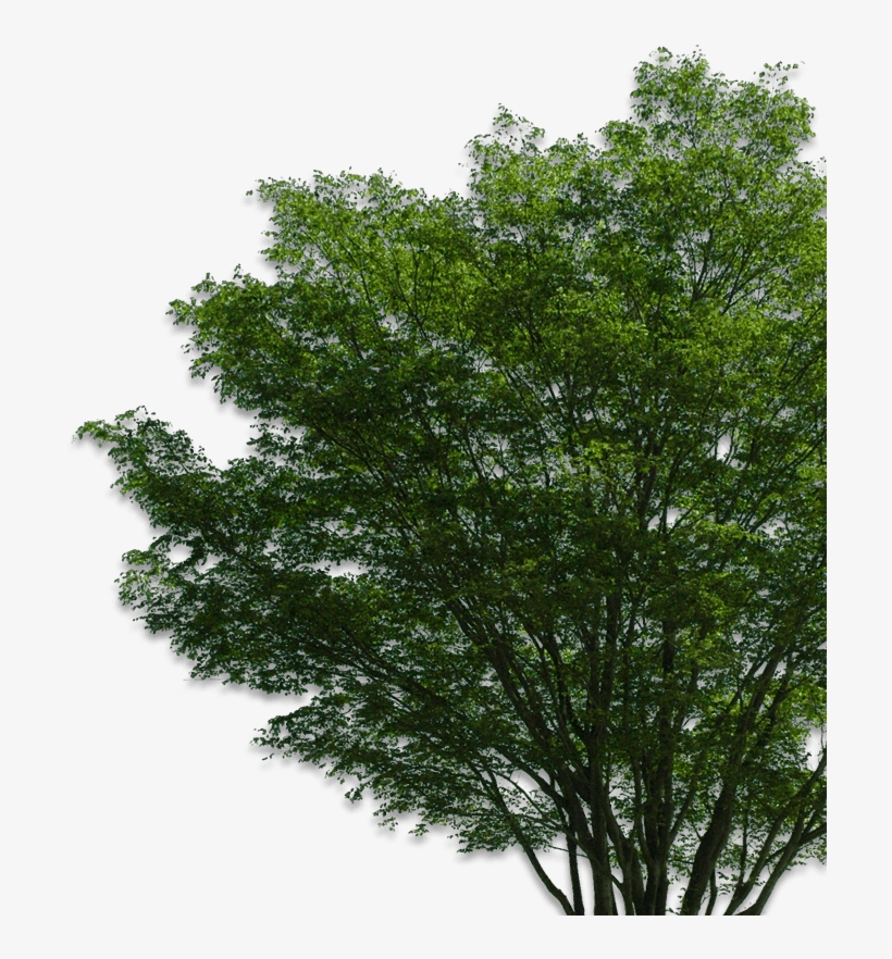 Owatonna Contact Us Today - Tree Png, transparent png #100400