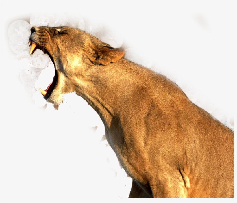 Lioness Roar Transparent Png - Good Quality Pictures Of Animals, transparent png #100449