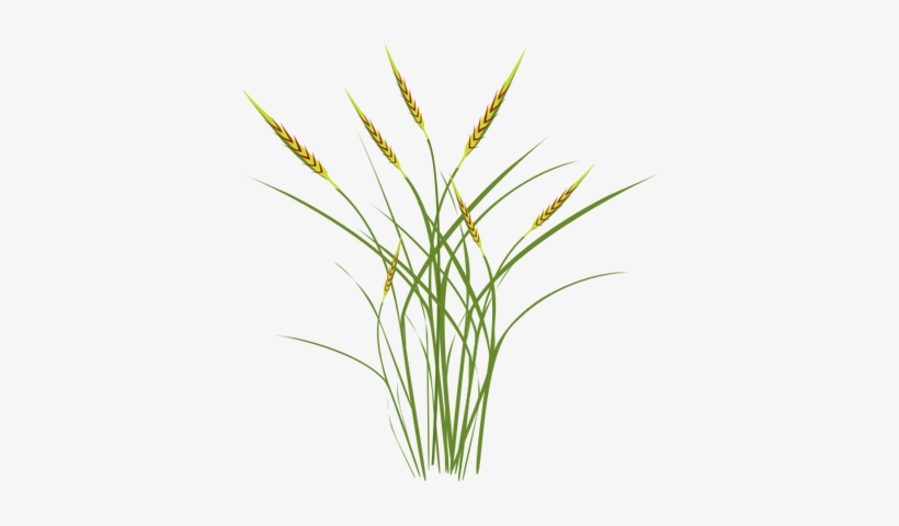 Index Of Ress Tice1 Partagevisuelian Symbolsfloragrasses - Ocean Software Technologies, transparent png #101046