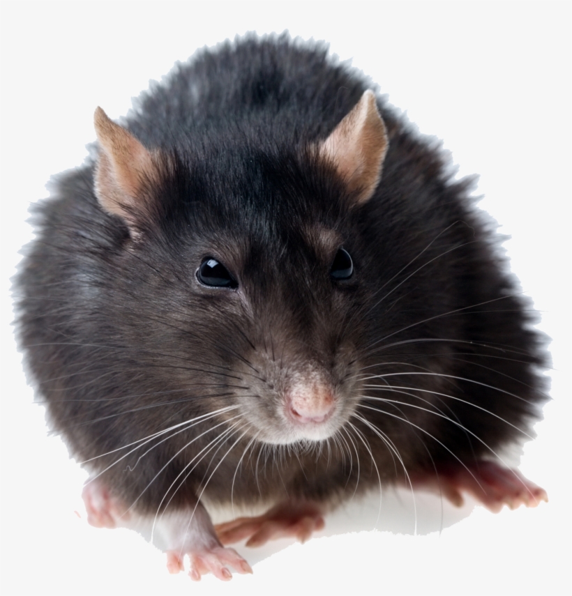 Rat Png Photos - Rat Png, transparent png #101161