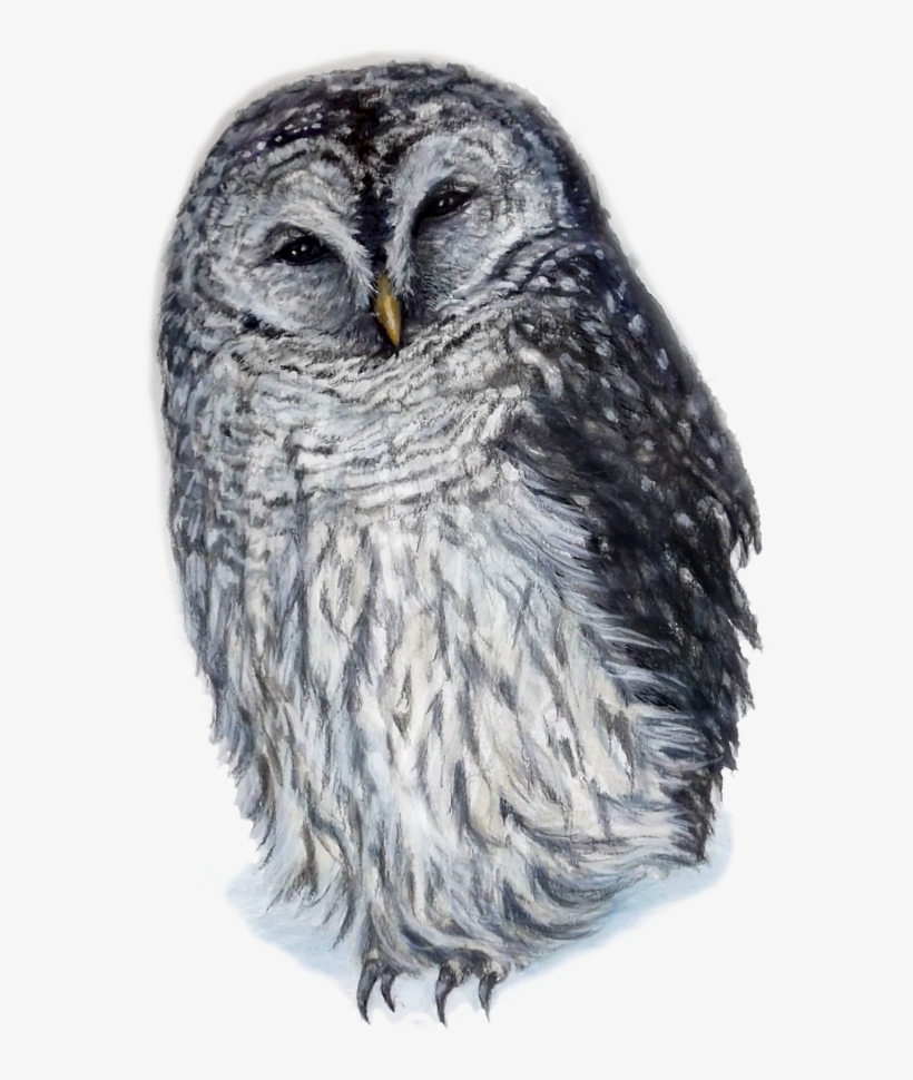 Laughing Owl By Kara Skye - Owl, transparent png #101377