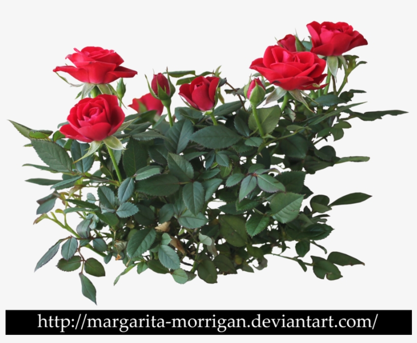 Rose Bush Clipart Transparent - Red Rose Plant Png, transparent png #101415