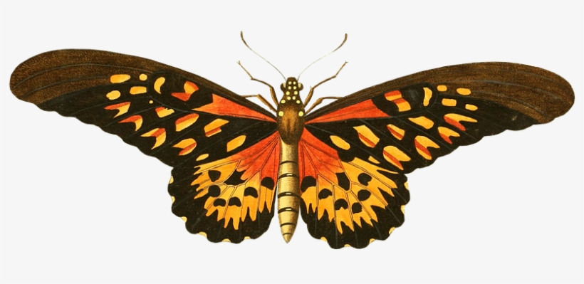 Download Butterfly Png Image - Memory Book Belongs To: ________________________________, transparent png #101582
