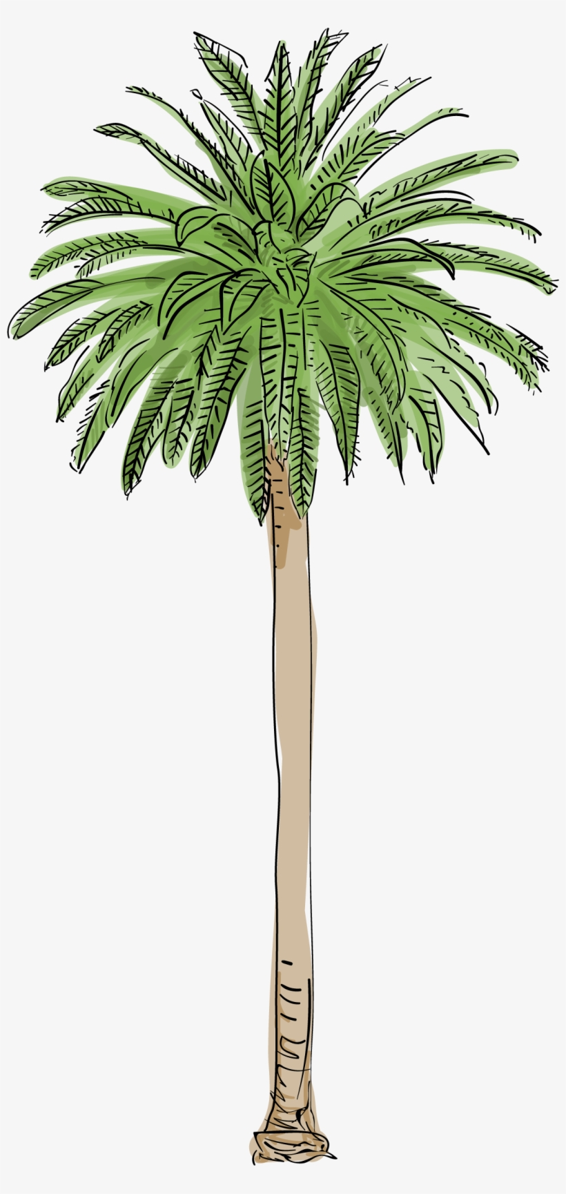 Ariana Grande Clipart Palm Tree - Los Angeles Palm Trees, transparent png #101608