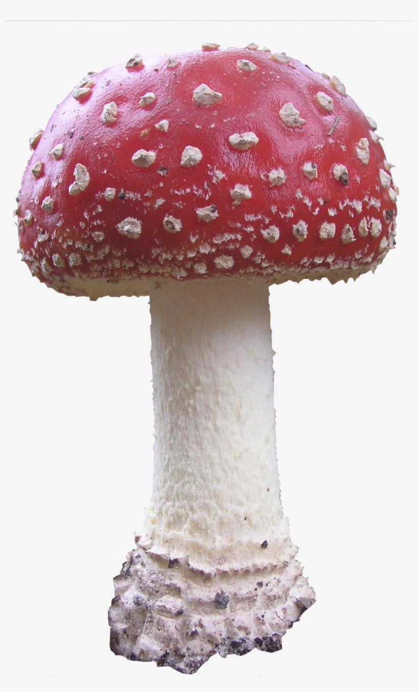 Mushroom Png, transparent png #101850