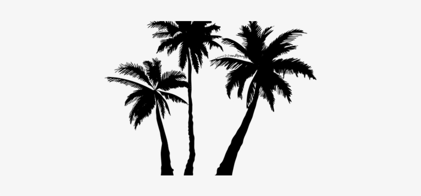 Clipart Transparent Stock Palm Trees Silhouette K Pictures - White Palm Tree Png, transparent png #101877