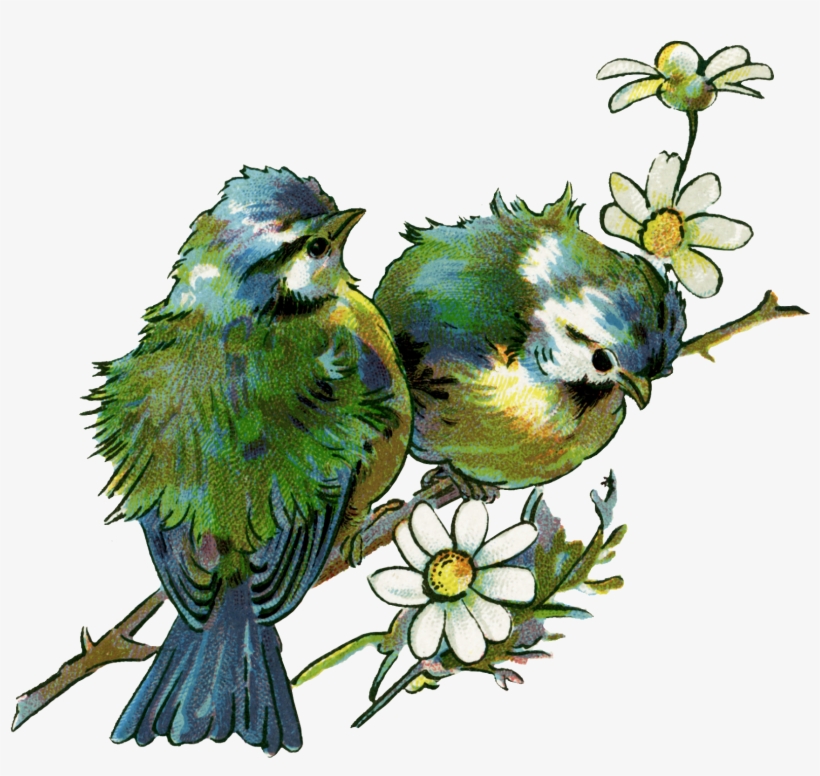 I Love This Bird Image, One Of My Favorites - Vintage Bird Design, transparent png #102072