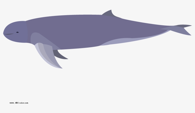 Download Bitmap Picture Irrawaddy Dolphin - Wholphin, transparent png #102211