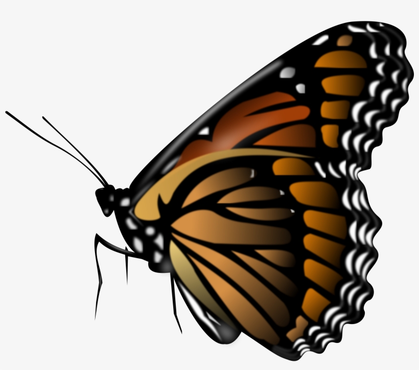Butterflies Png Picture - Butterfly Png, transparent png #102366