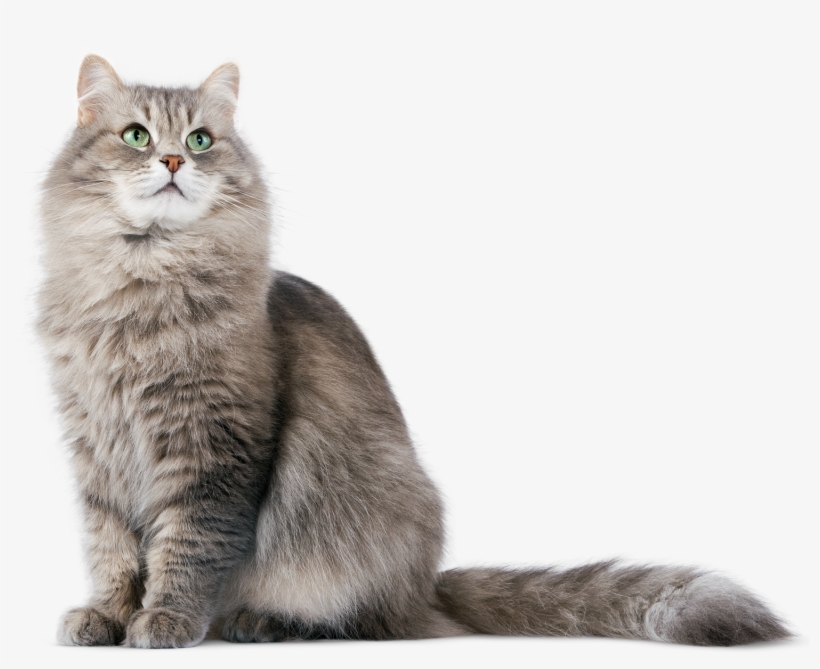 Cat Transparent Png Image - Cat Png, transparent png #102581
