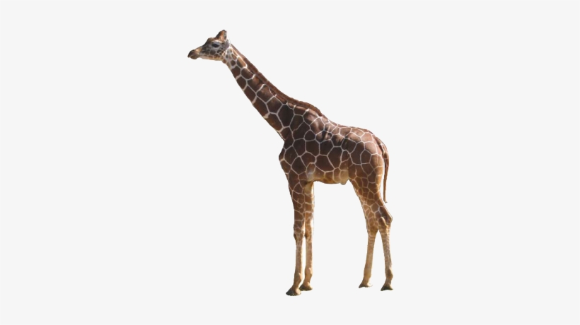 Giraffe - Giraffe Png, transparent png #102648