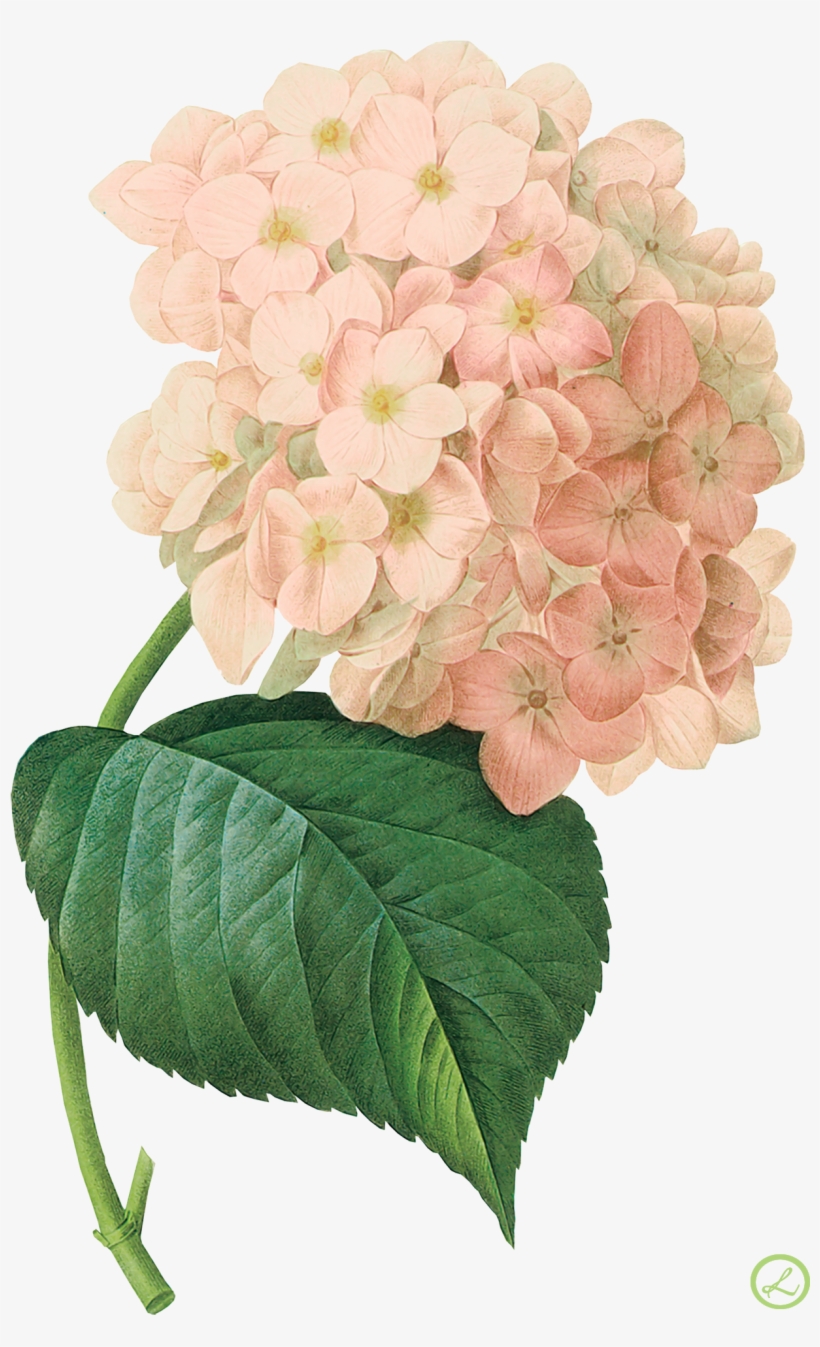 Kwiaty Transparent - Pink Hydrangea Png Watercolor Png, transparent png #102718