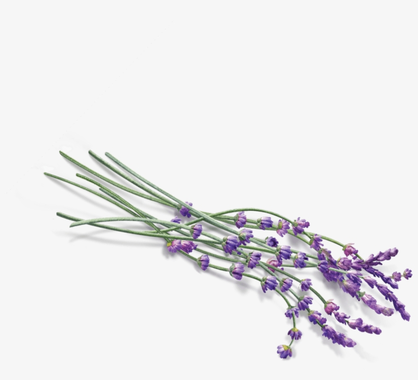 Flowers - Transparent Lavender Png, transparent png #102743