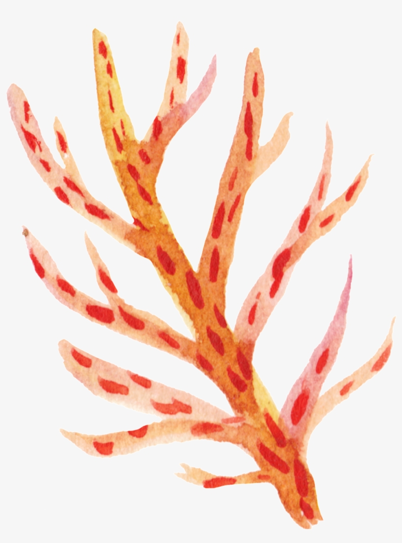 This Graphics Is Orange Coral Cartoon Transparent About - Cartoon, transparent png #102784