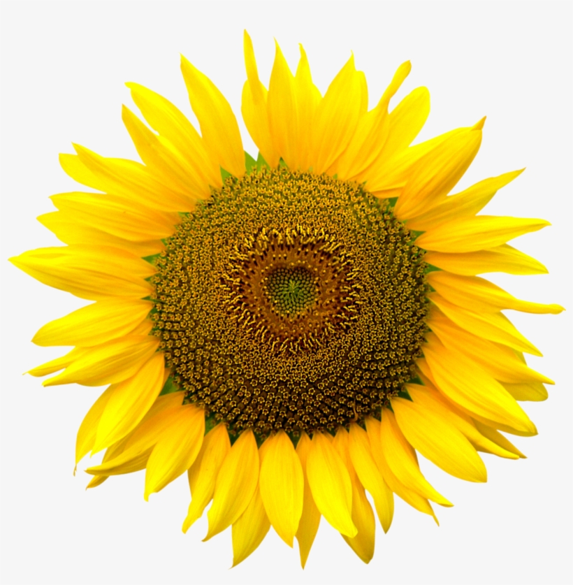 Sunflower Png, transparent png #102938