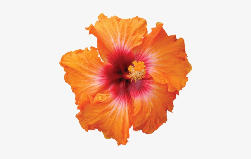 Hibiscus Png Hd - Orange Hibiscus Flower Png, transparent png #102989