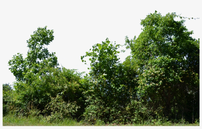 Row Of Bushes Png Banner Library - Row Of Trees Png, transparent png #103071