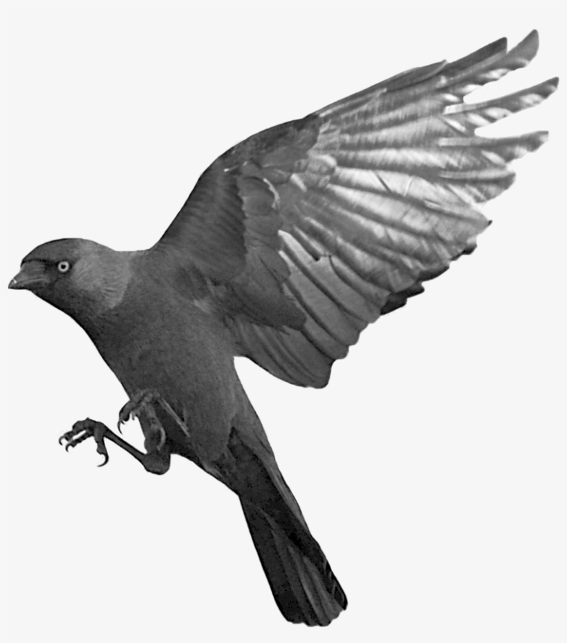Raven Flying Transparent Png - Crow Flying Transparent Background, transparent png #103204