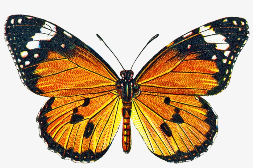 Free Vintage Clip Art - Public Domain Png Butterfly, transparent png #103226