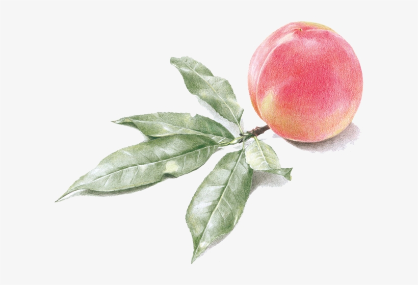 Watercolor Painting Peach Transprent Png Free Download - Watercolor Peach Free Png, transparent png #103228