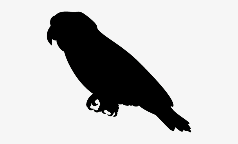 Zoom - African Grey Parrot Silhouette, transparent png #103269