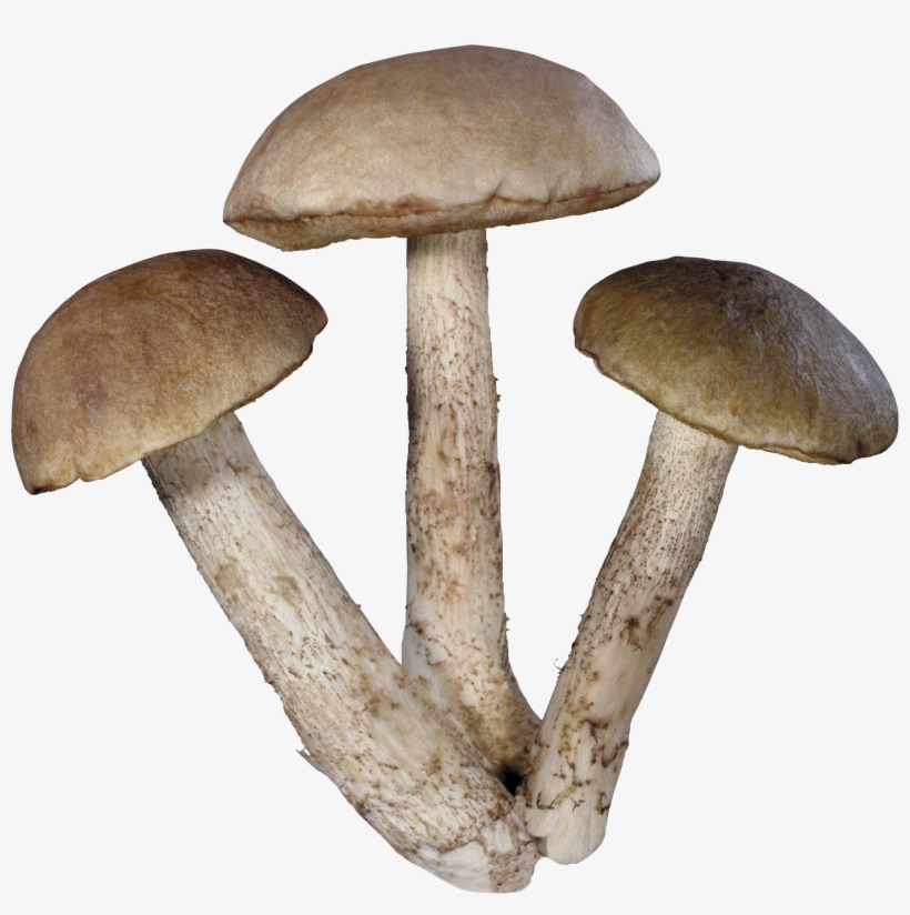 Mushroom Png Image - Mushroom Png, transparent png #103513