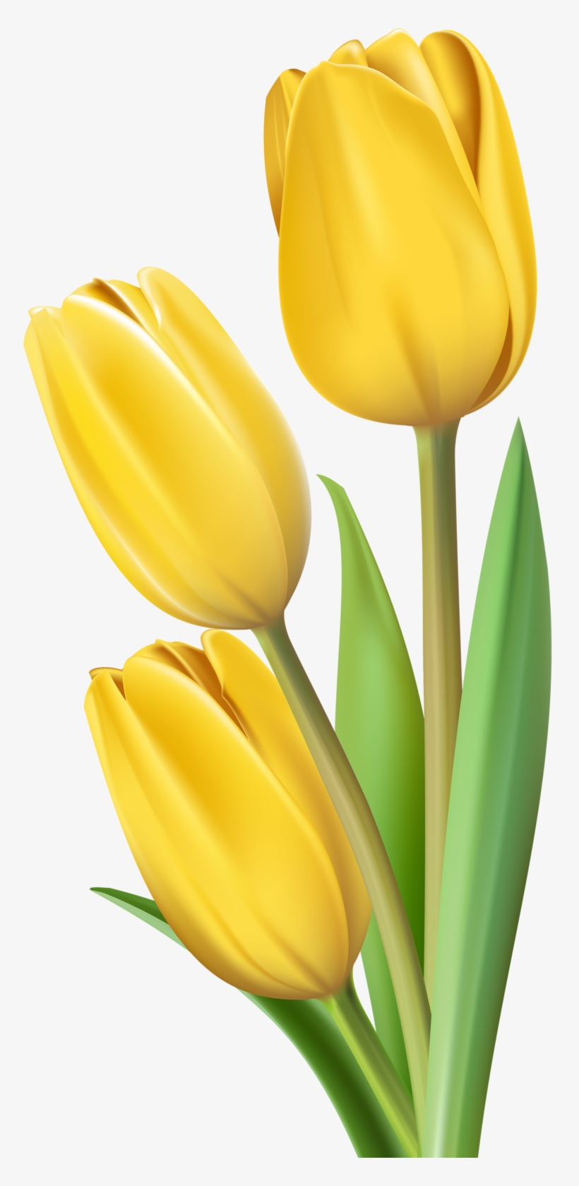 Фото, Автор Soloveika На Яндекс - Yellow Tulip Clipart, transparent png #103582