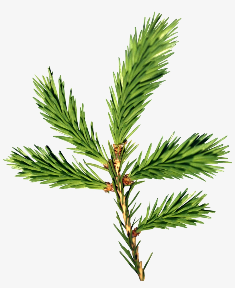 Download - Balsam Fir Png, transparent png #103707