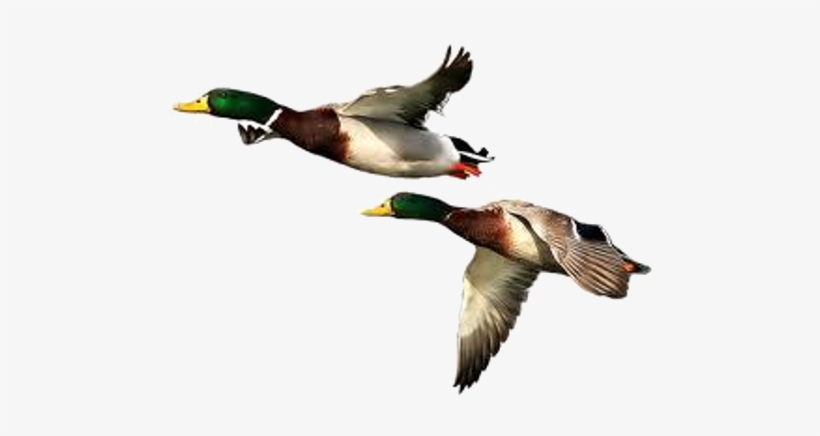 Duck Png Free Download - Duck Png, transparent png #104040
