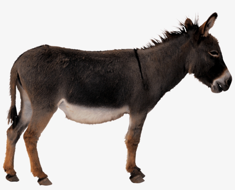 Free Png Donkey Png Images Transparent - Donkey Transparent, transparent png #104385