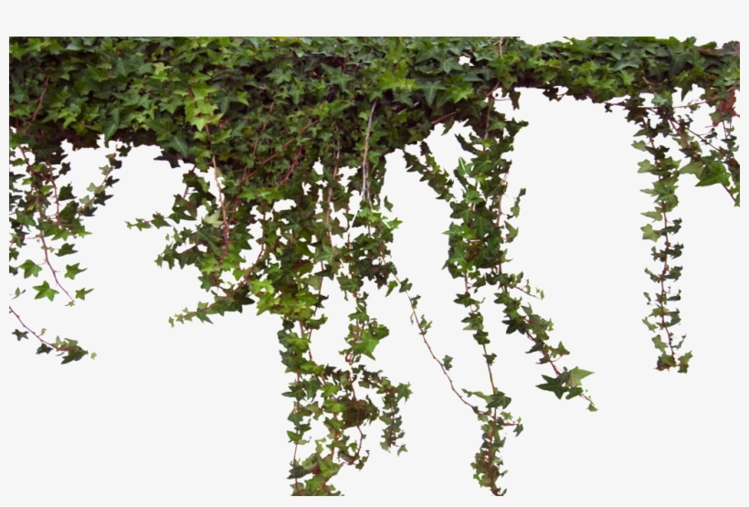 Ivy0062 4 L 1 1 1 - Ivy, transparent png #104494