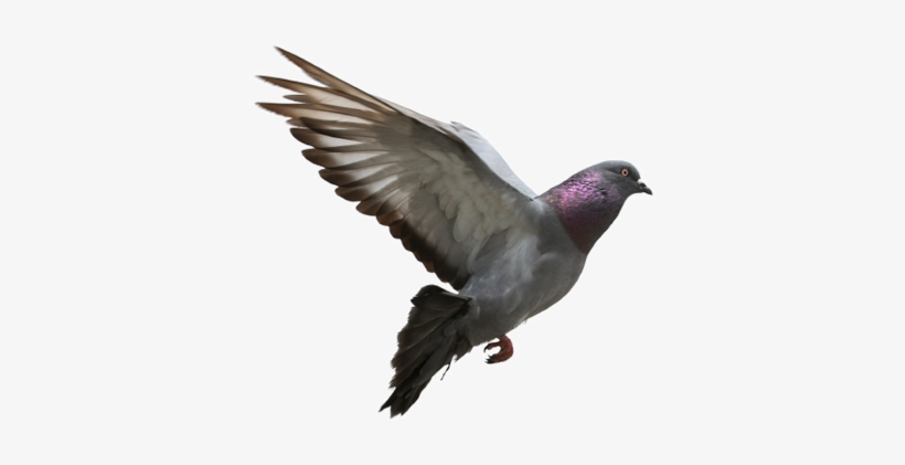 Pigeon Png Transparent Images Png All - Gopal Pathak Editing Backgrounds, transparent png #104525