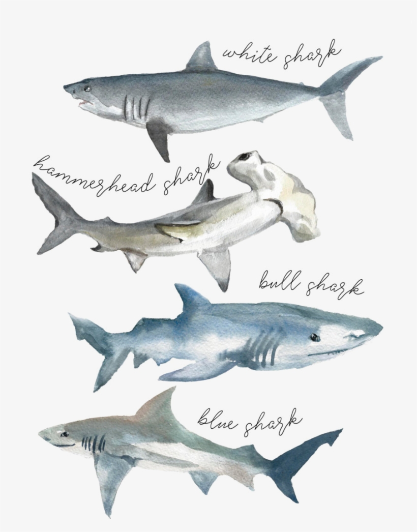 Tshirt Shark Watercolor - Shark Print, transparent png #104718