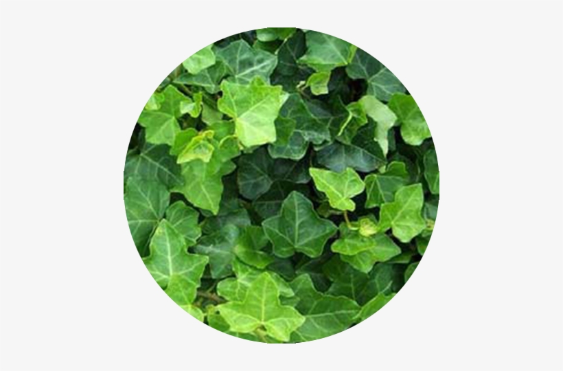 English Ivy - Ivy Poisonous To Horses, transparent png #105889
