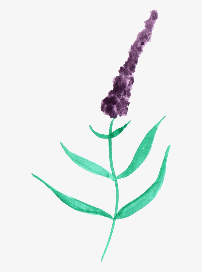 Watercolor Lavender Png Black And White - Watercolor Painting, transparent png #105992